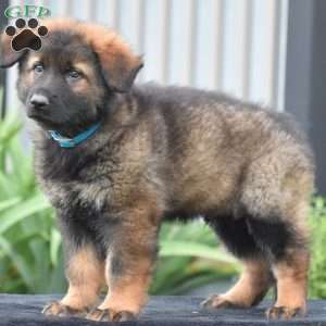 Marcus, German Shepherd Puppy